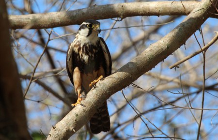 Aplomado Falcon Falco femoralis Araras Lodge, Brazil